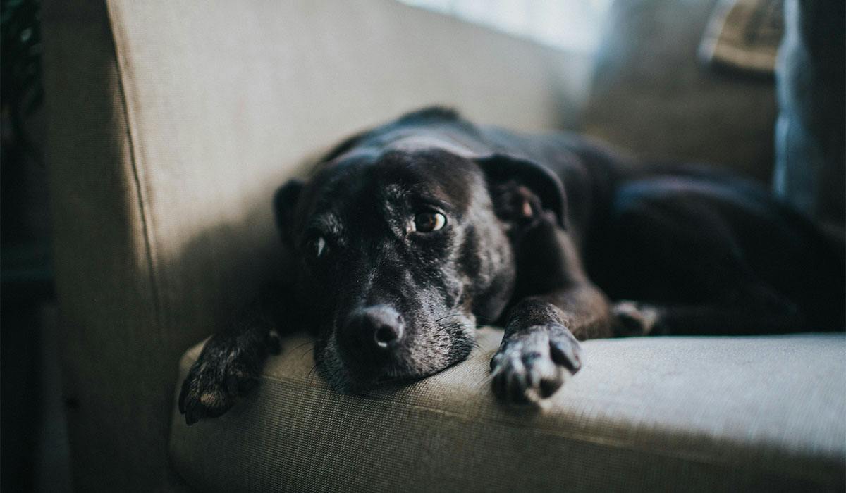 How to prevent your dog from theft