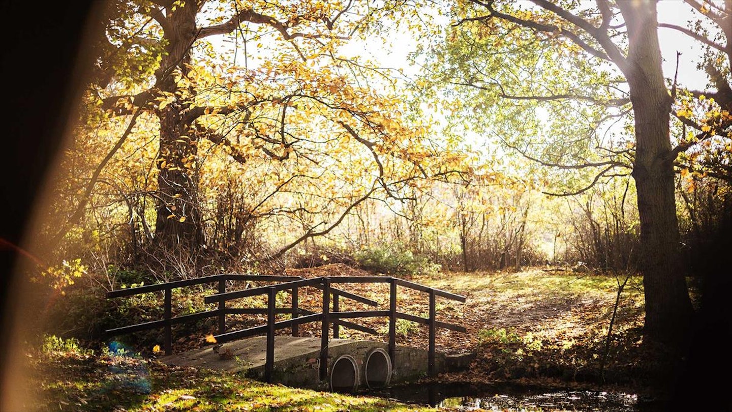 Gunton Hall 55-acre woodland setting