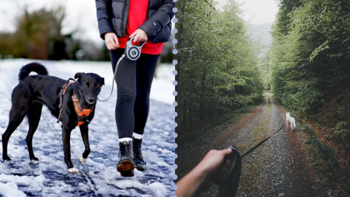 Dogs and owners using the best retractable dog leads