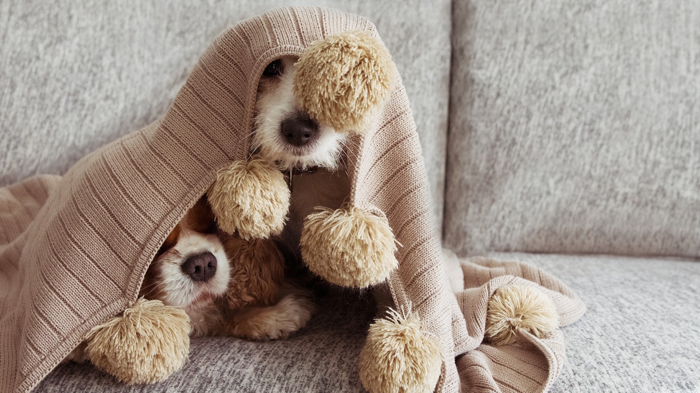 Dogs under blanket with pompoms