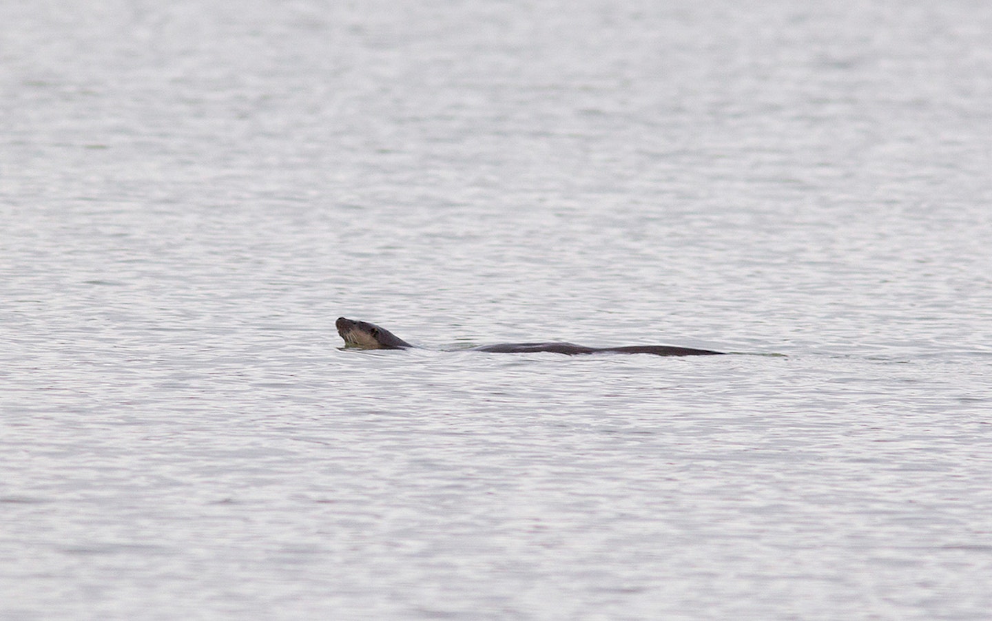Otter