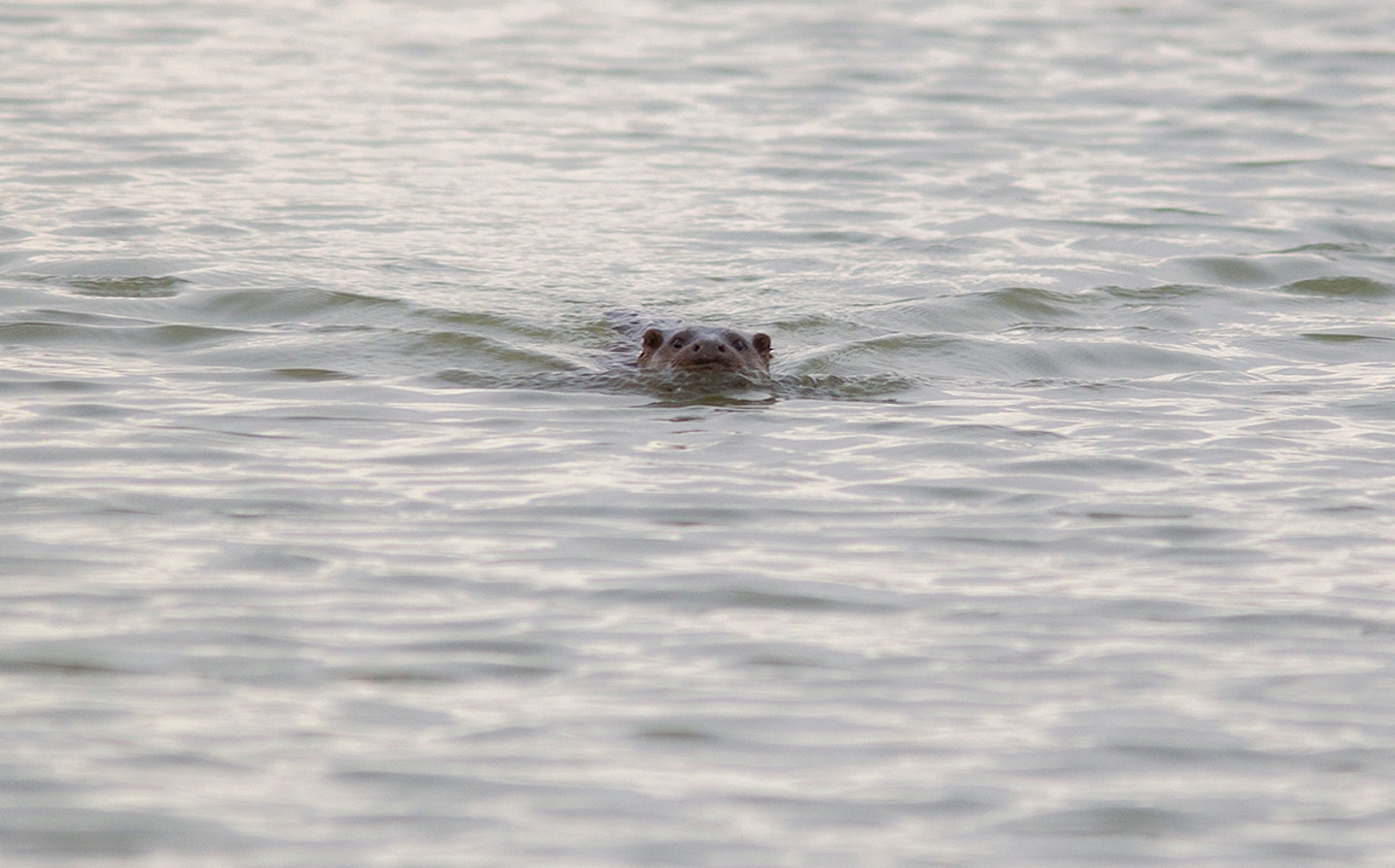 Otter