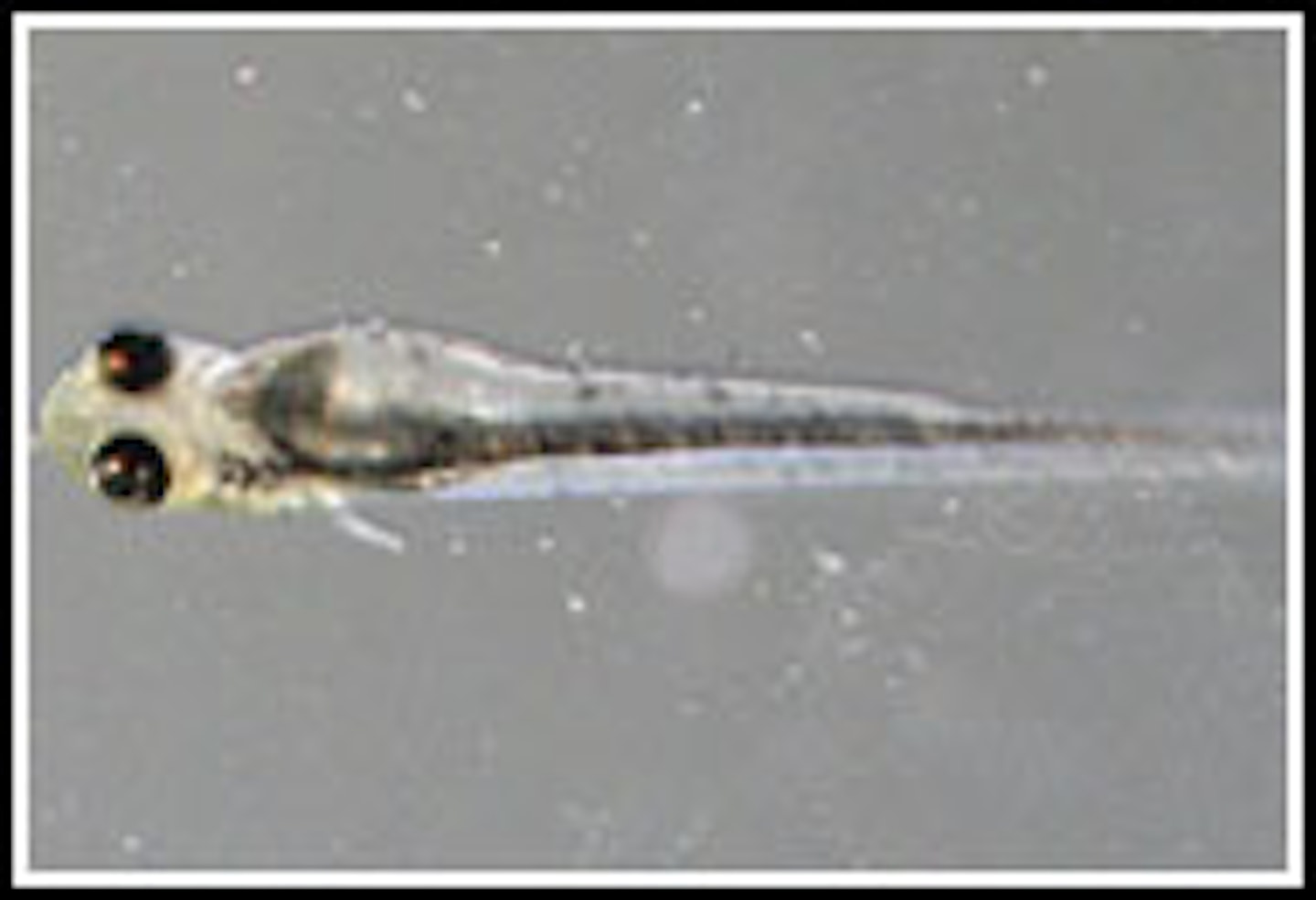 3. The eyes are developing along with a tiny mouth which enables them to eat – these baby carp are known as first feeders 