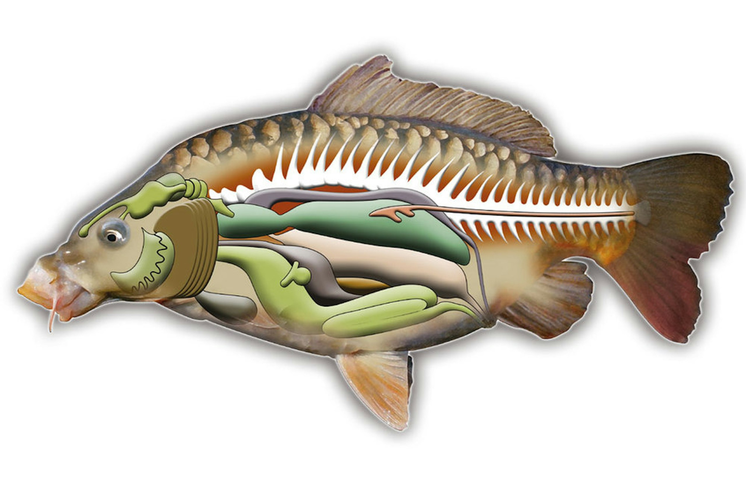 fish