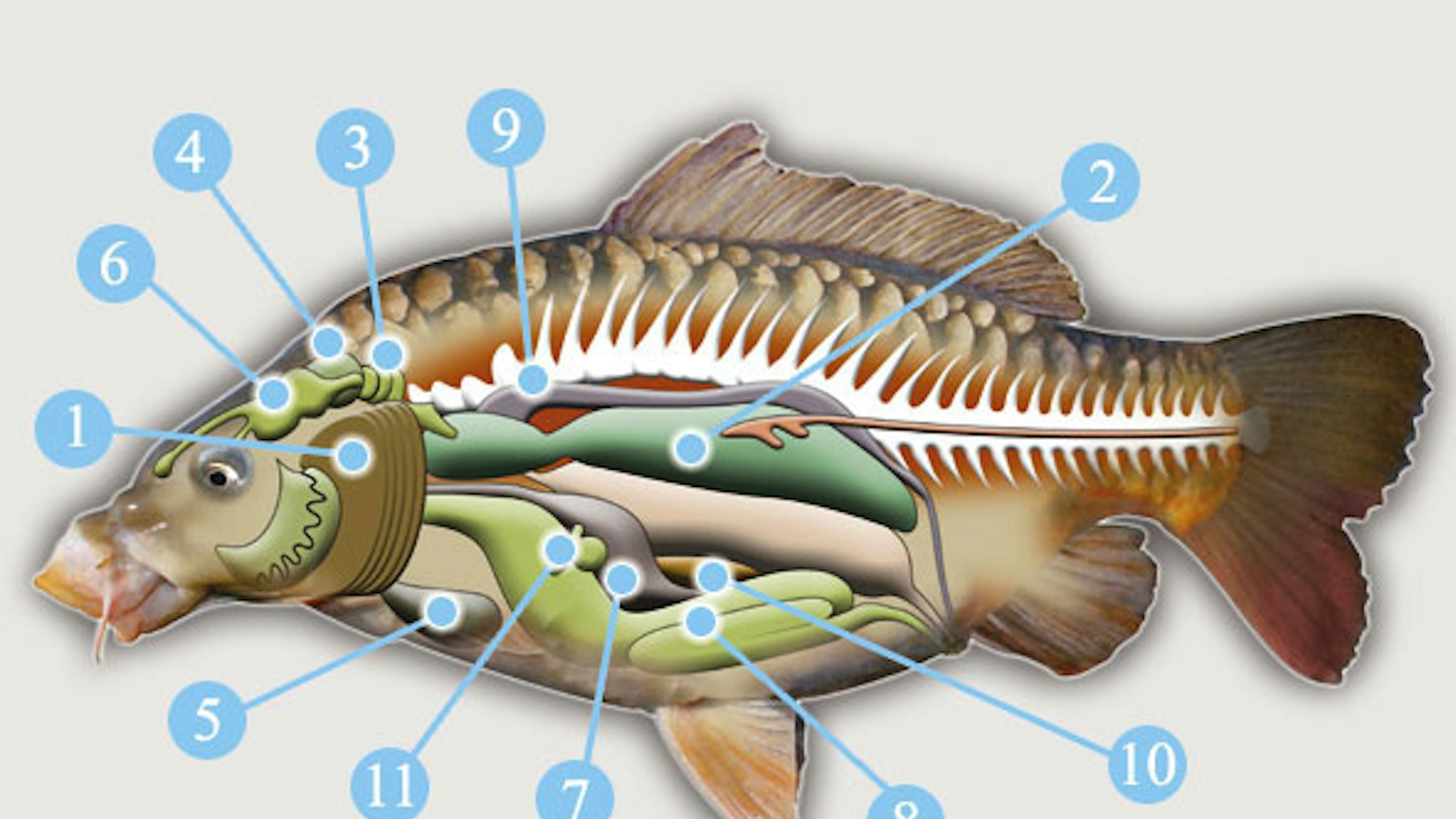 INSIDE A FISH...