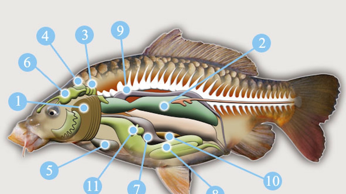 INSIDE A FISH… | Angling Times