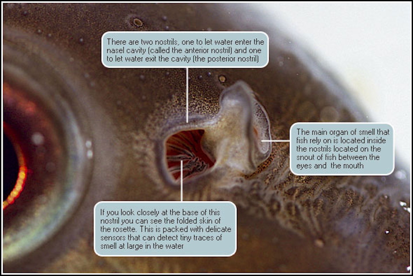 UNDERSTANDING A FISH'S SENSE OF SMELL