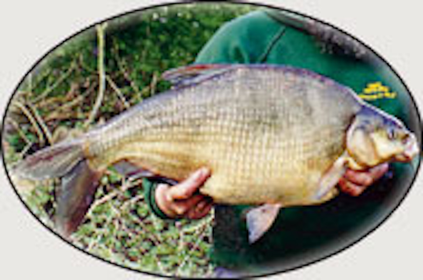 bream.jpg 