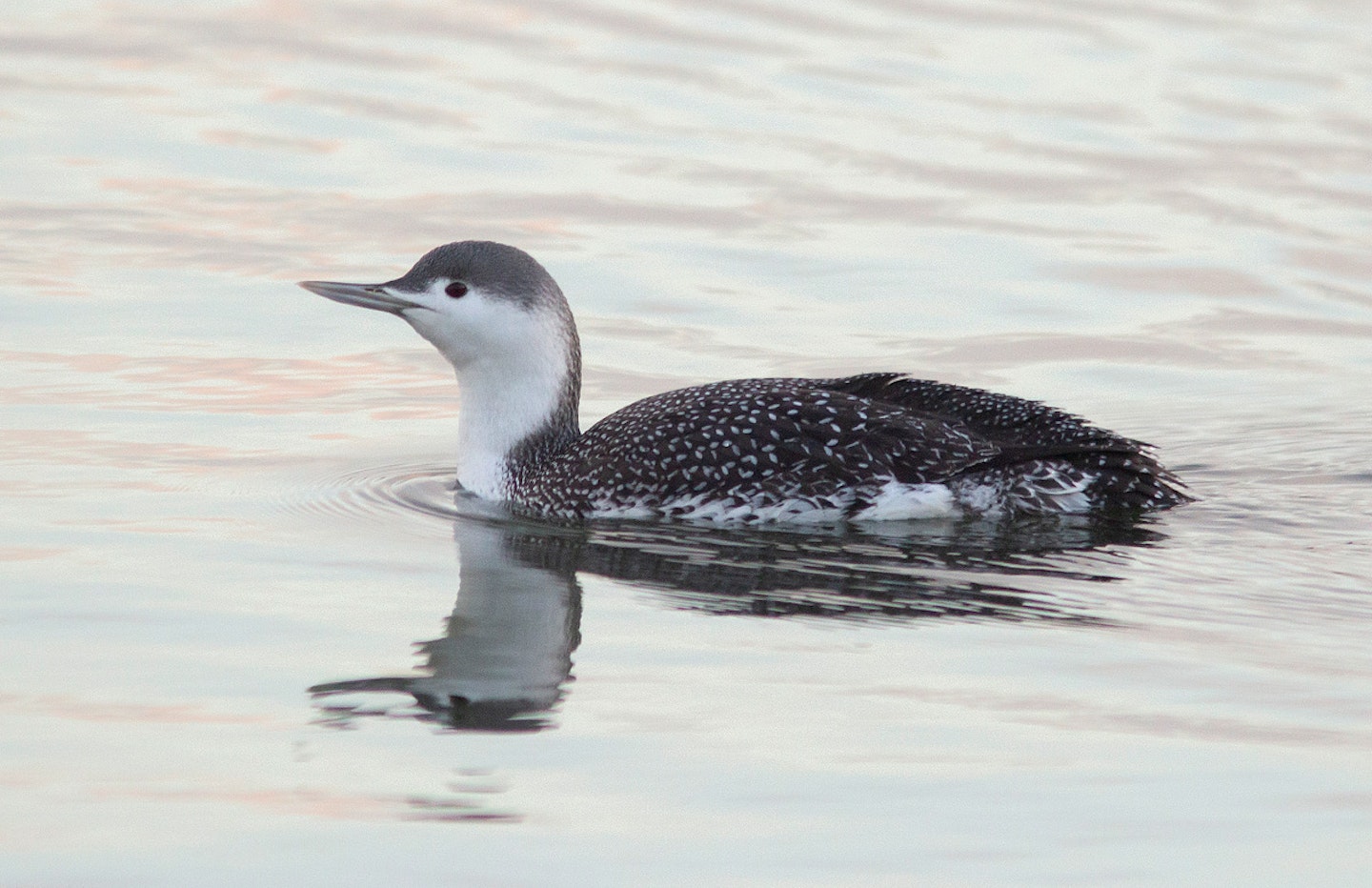 Red-throated Diver