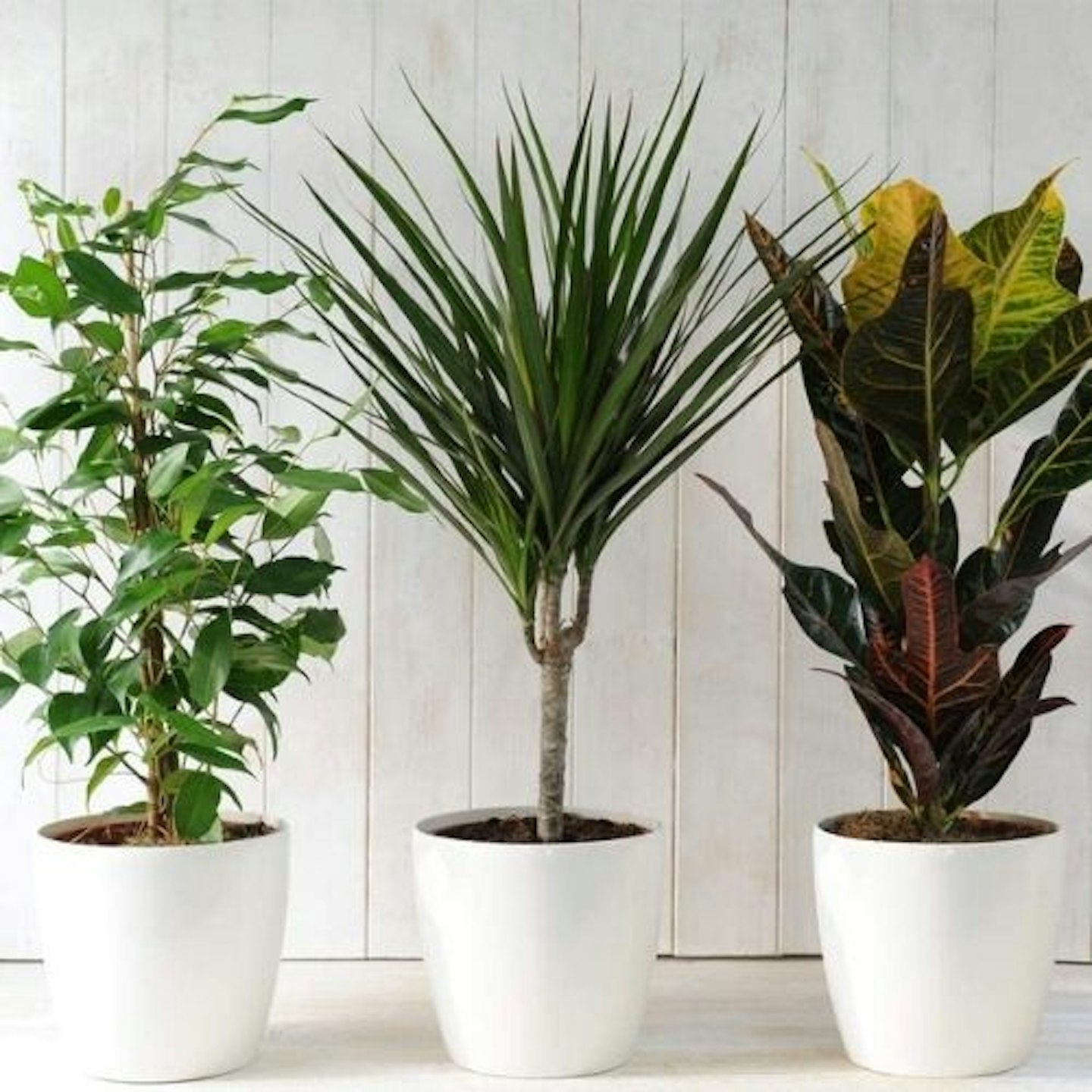 Evergreen Indoor House Plants Collection - 3 x Scandi Houseplant Lucky Dip