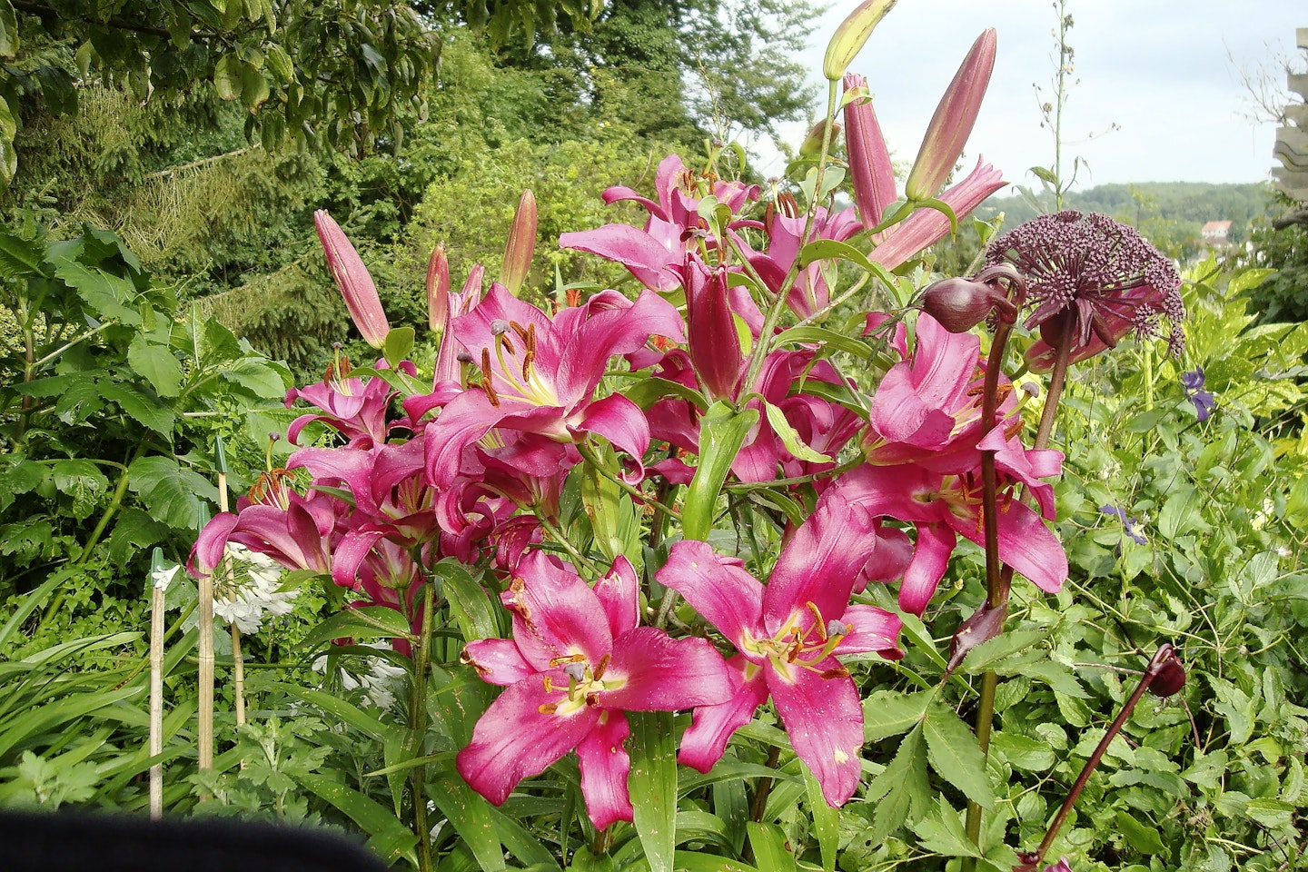 Lily 'Pink Explosion'