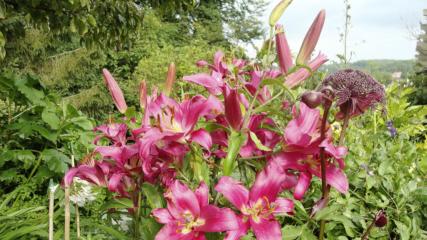 Lily 'Pink Explosion'