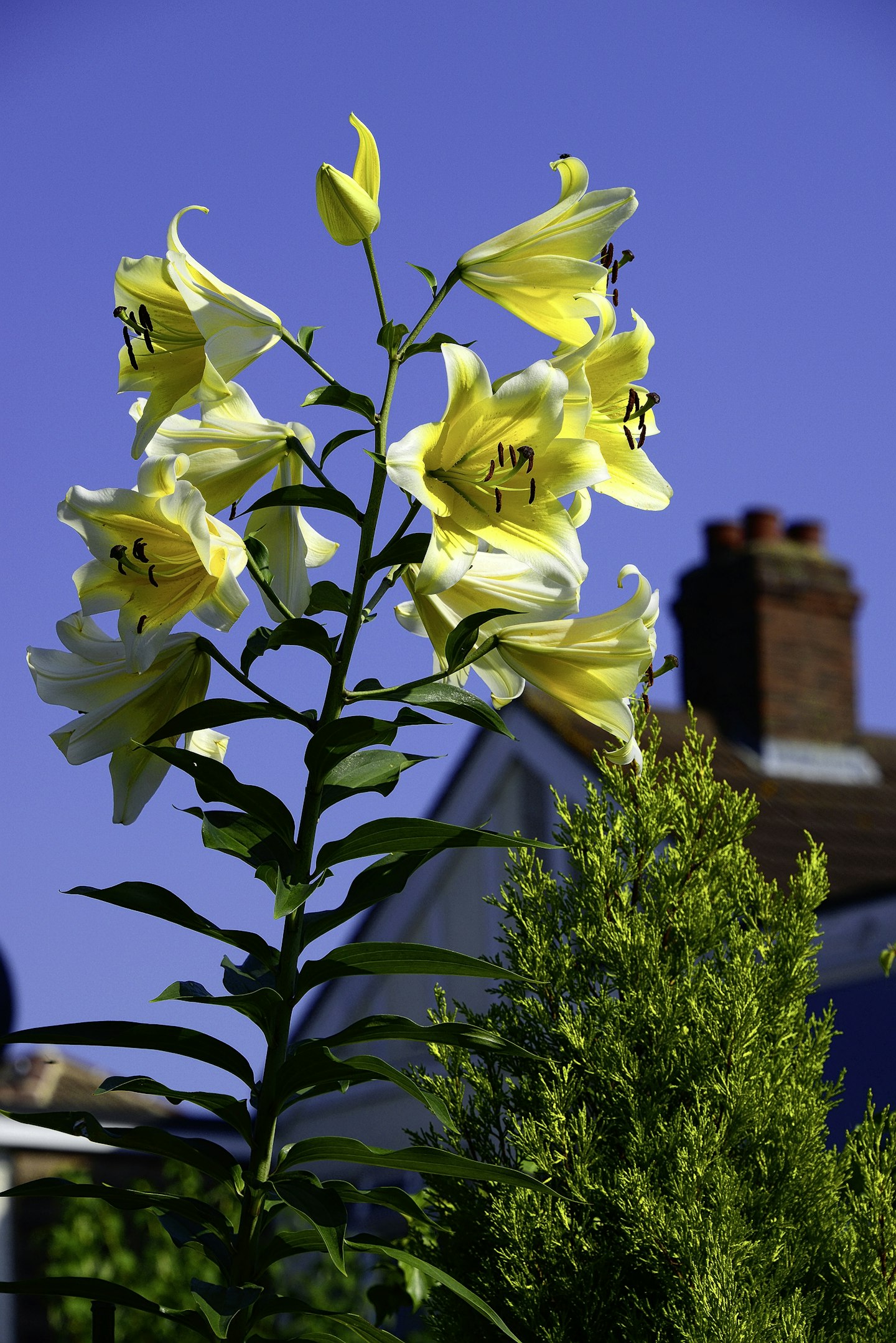 'Yellow Rocket'