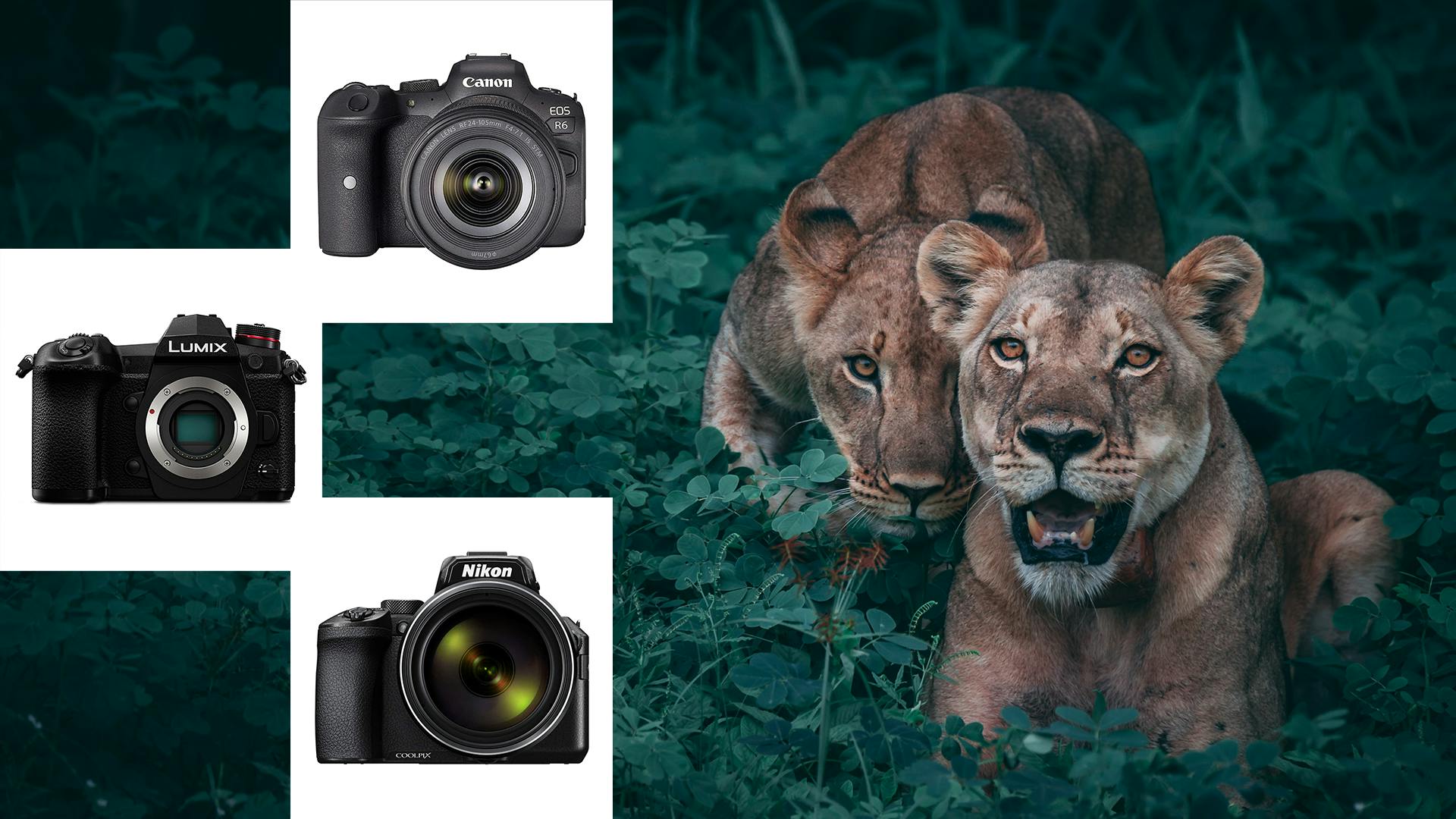 The Best Wildlife Cameras That You Can Rely On