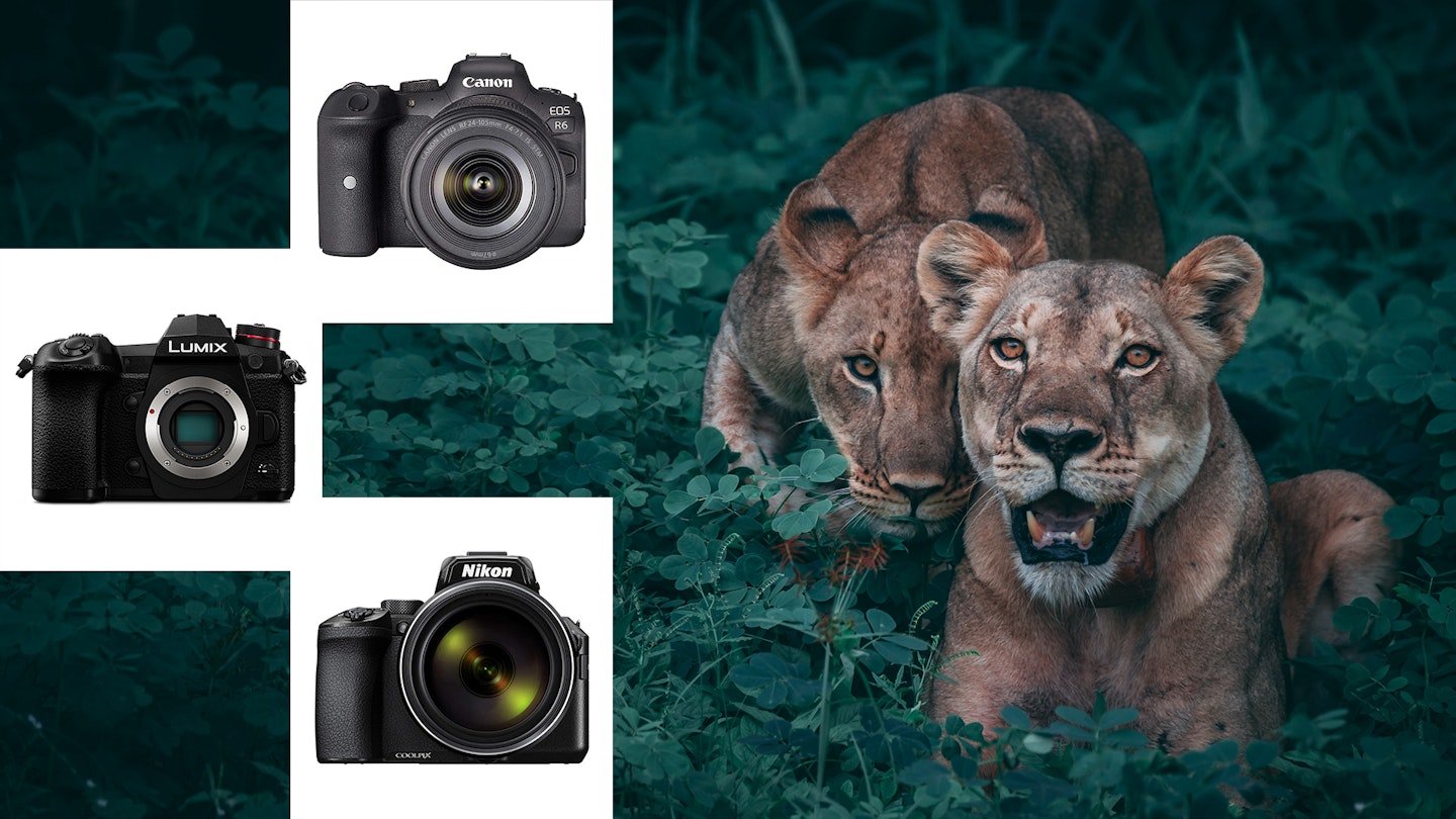 Three of the best wildlife cameras to the left of two lions
