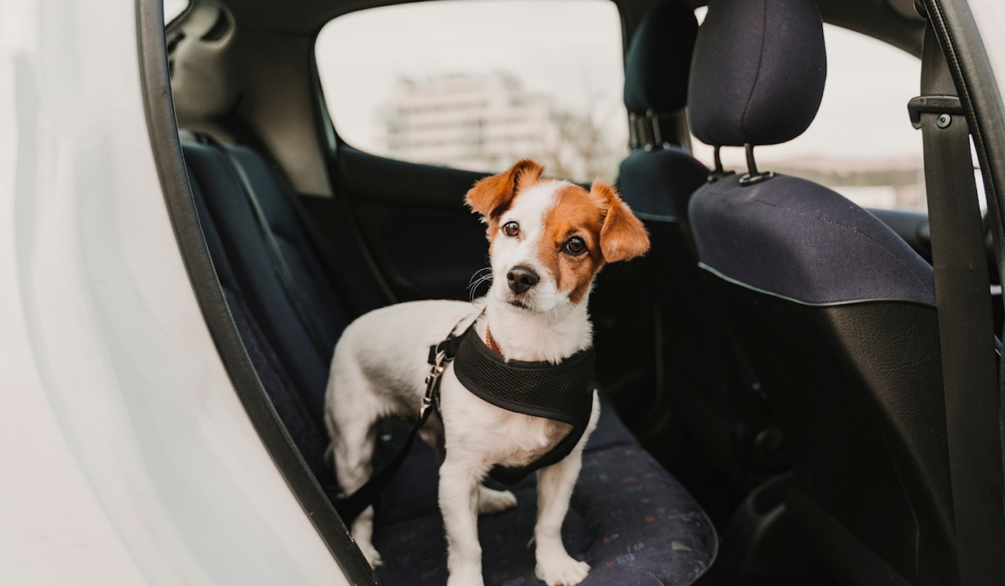 car harness for dogs