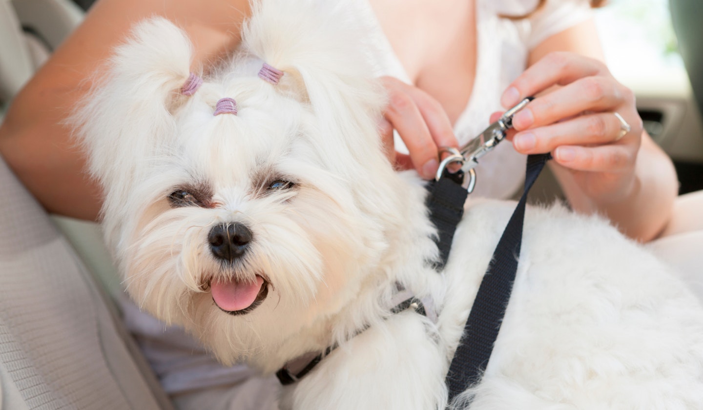 Dog car safety harness