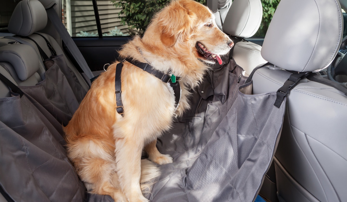 Dog car safety harness in hammock 