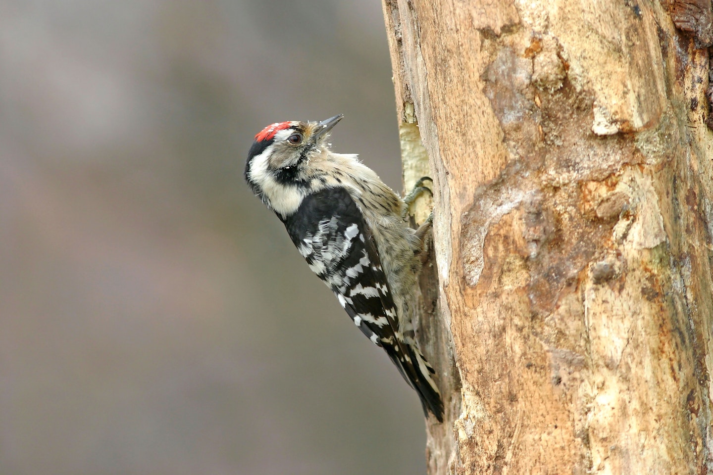 Lewsser Spotted Woodpecker