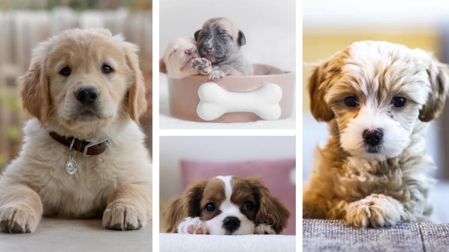 The best puppy food: collage of dogs