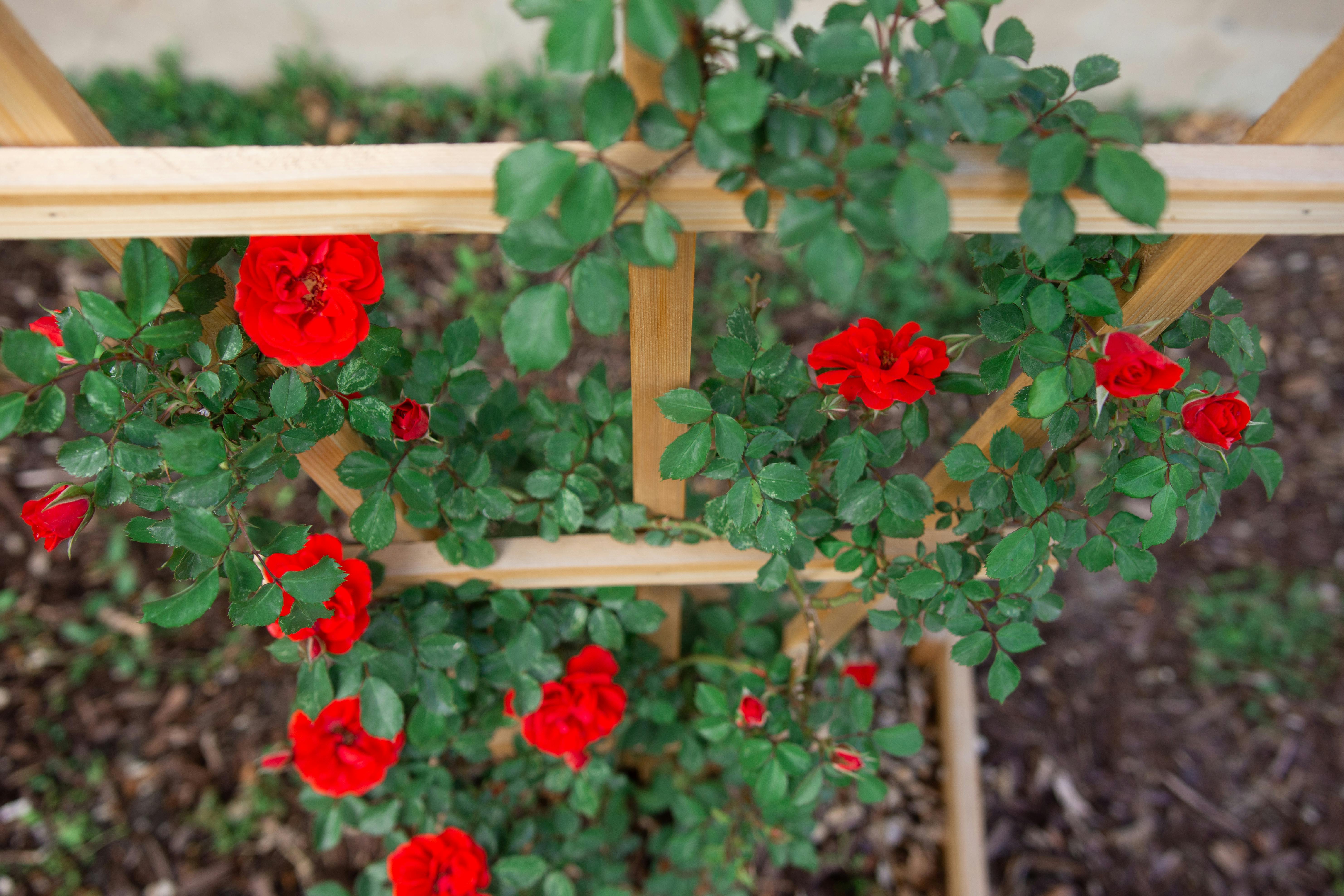 Best Climbing Roses For A Charming English Garden