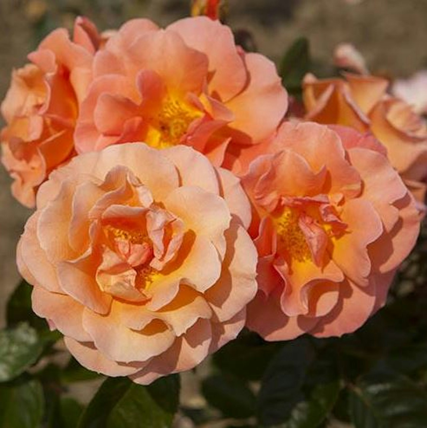 Climbing Rose 'Scent from Heaven' Rose of Year 2017 | Potted