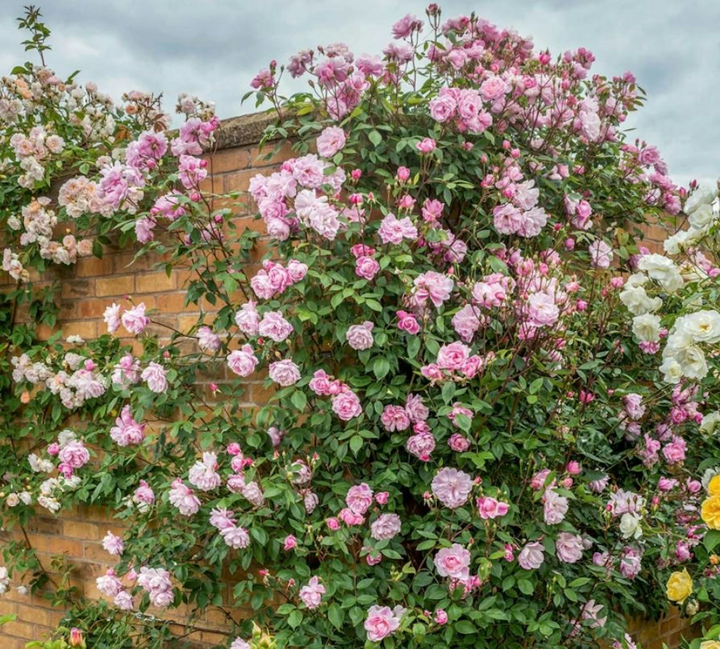 Best Climbing Roses For A Charming English Garden
