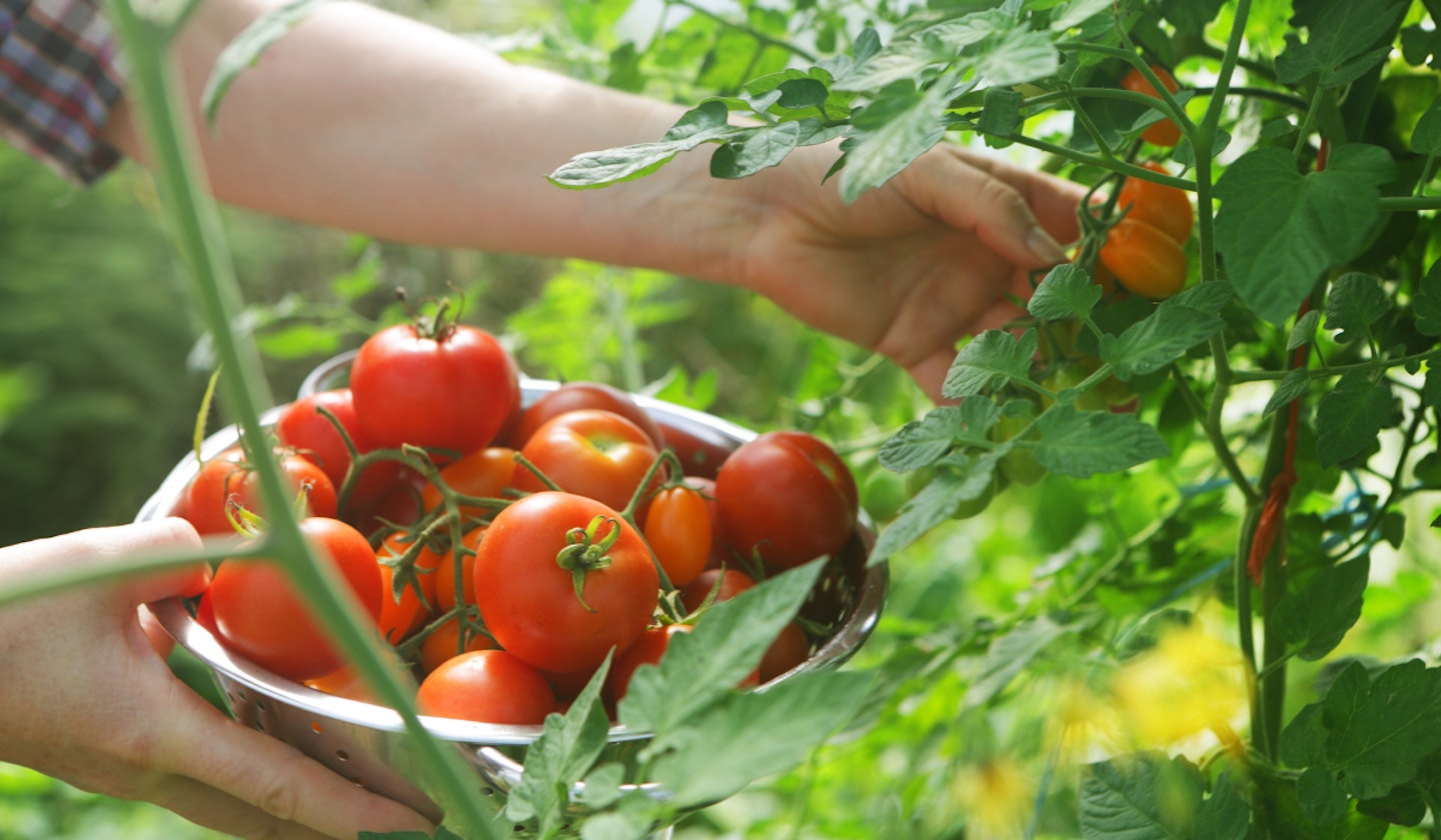when to plant tomato seeds
