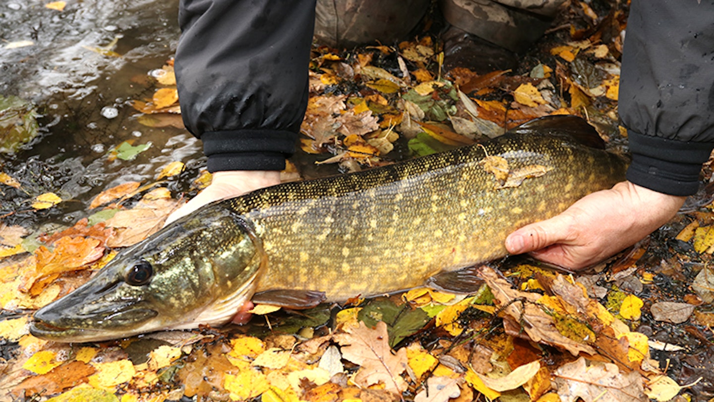 FISHING NEAR ME BEST PIKE FISHING LAKES Angling Times FISHING NEAR ME BEST PIKE FISHING LAKES Angling Times