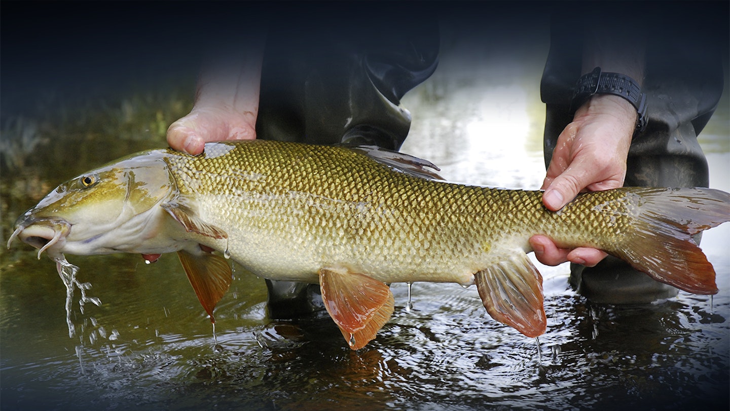 FISHING NEAR ME | 6 OF THE BEST RIVER SPOTS IN THE NORTH FOR BIG BARBEL!