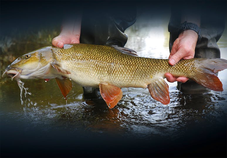 FISHING NEAR ME 6 OF THE BEST RIVER SPOTS IN THE NORTH FOR BIG BARBEL fishing-near-me-6-of-the-best-river-spots-in-the-north-for-big-barbel