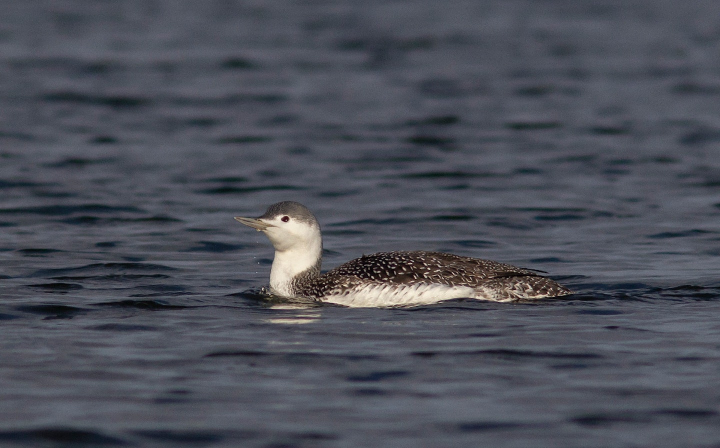 Red-throated Diver
