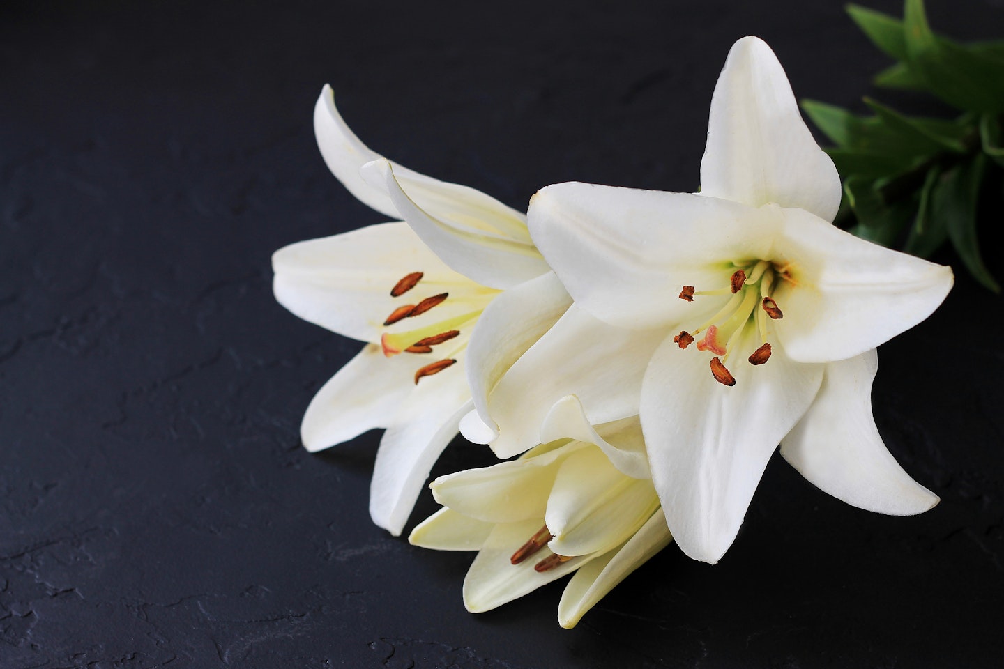 lily