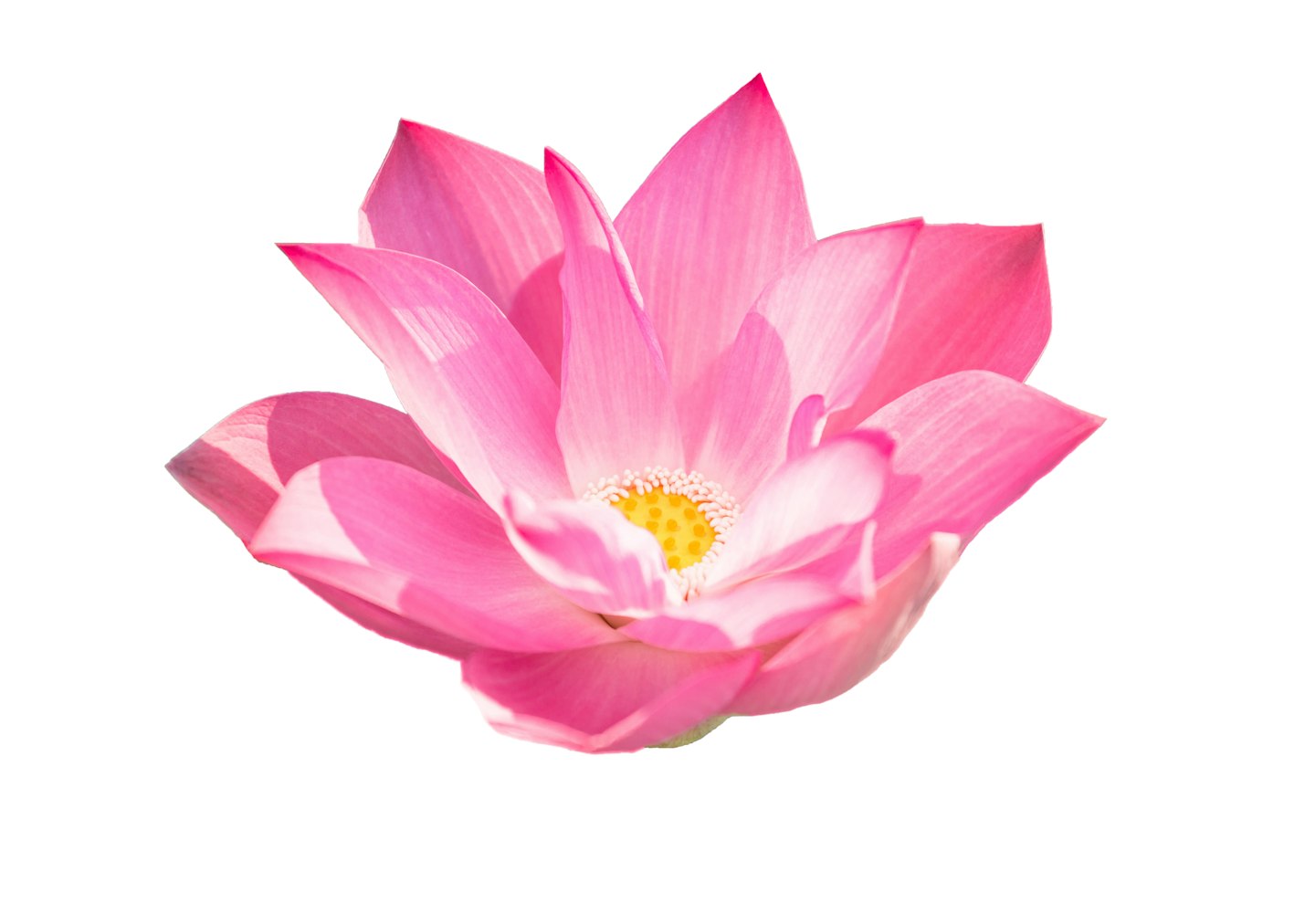 lotus