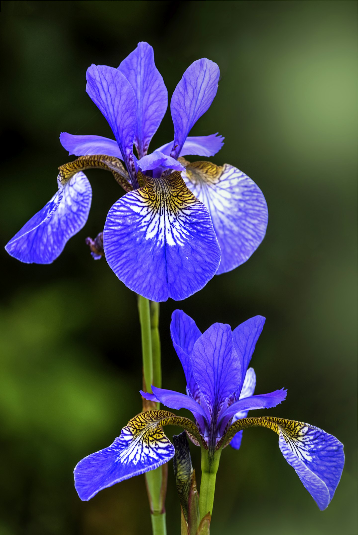 iris