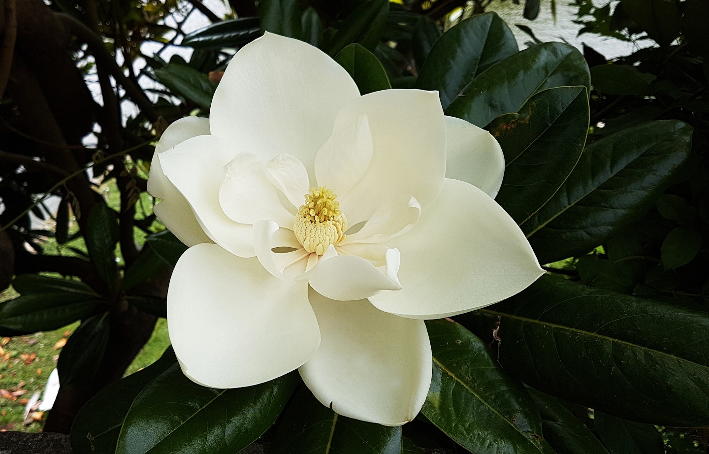 magnolia