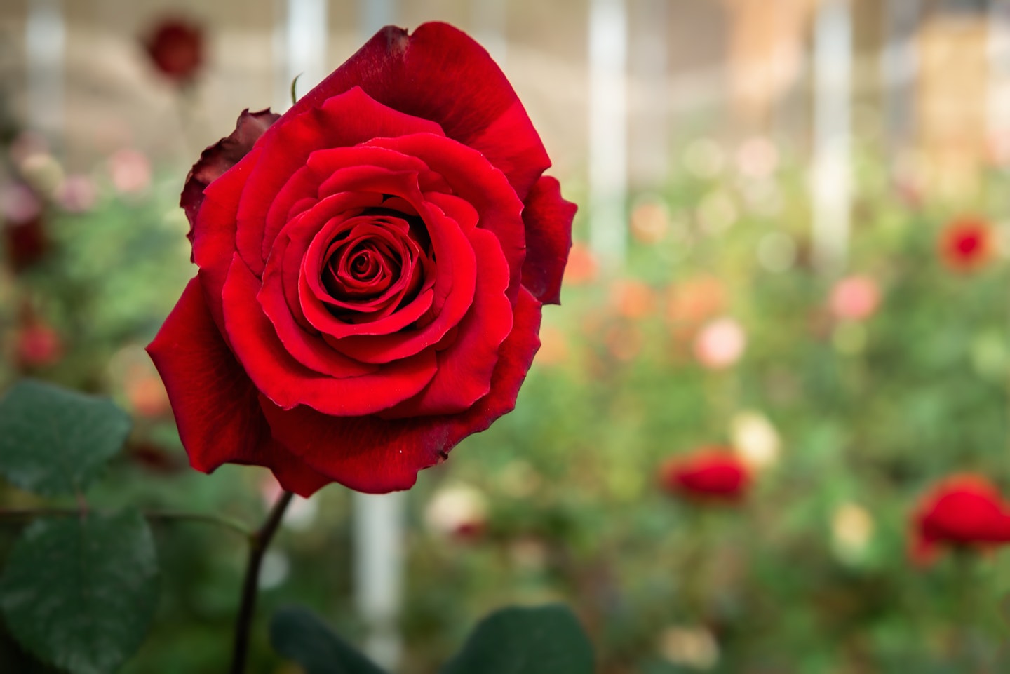 red rose