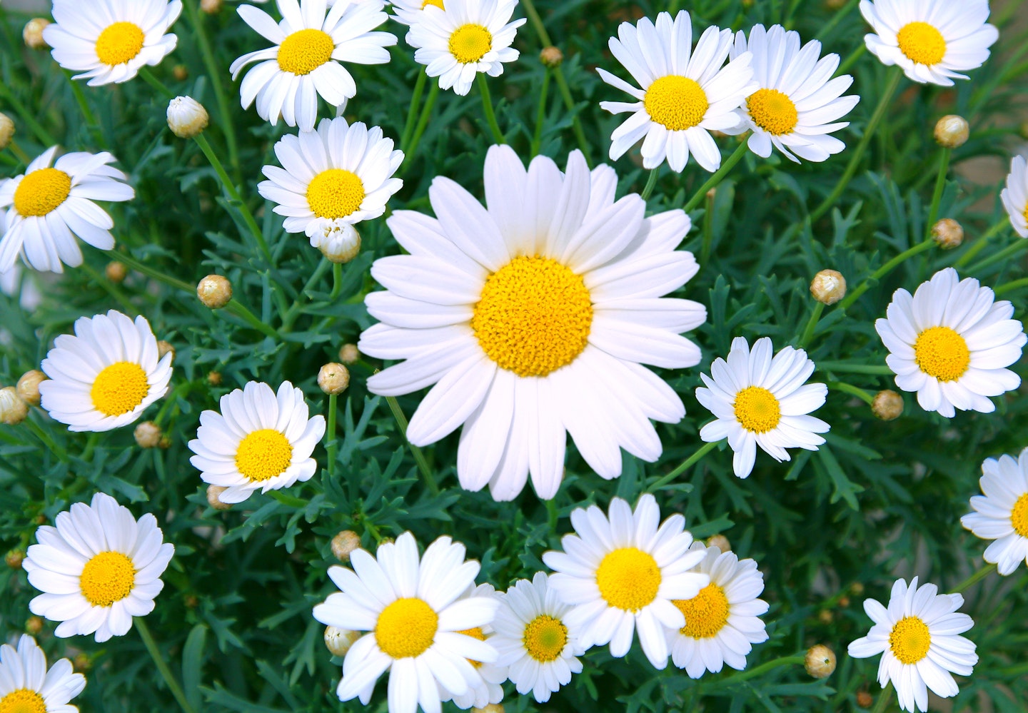 daisy