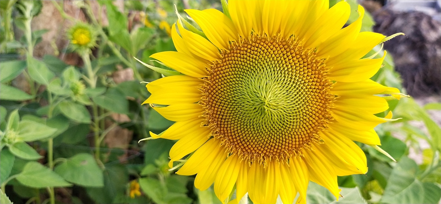 Sunflower