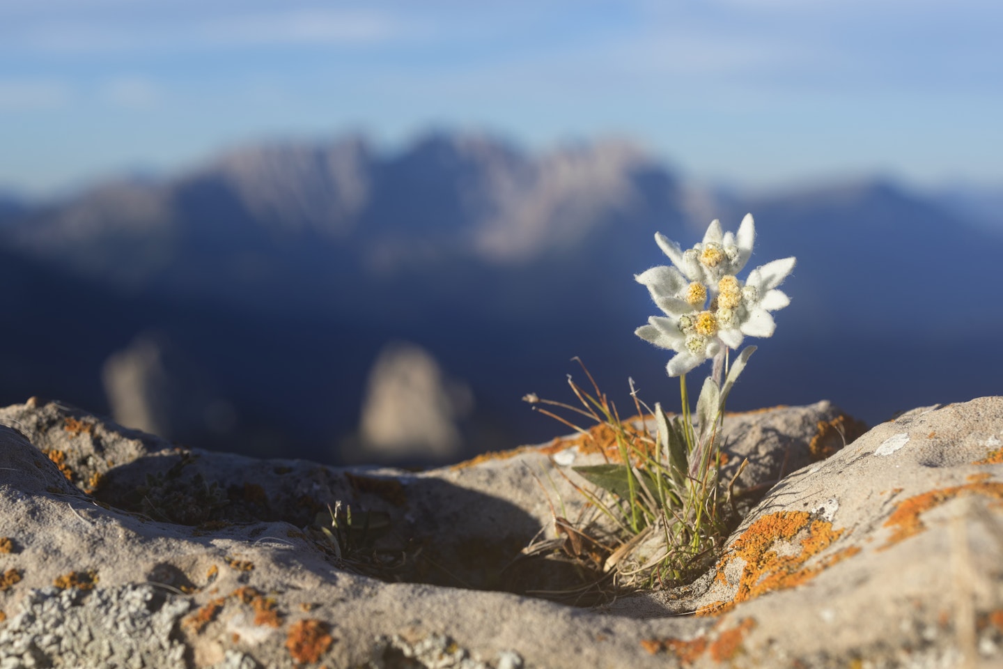 Edelweiss