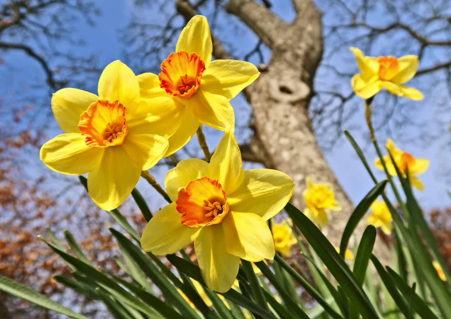 daffodil
