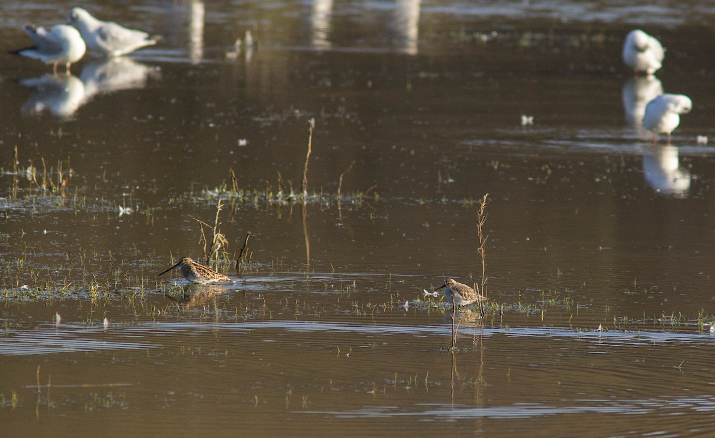 Dunlin