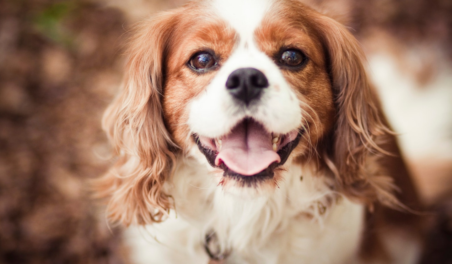 Cavalier King Charles Spaniel