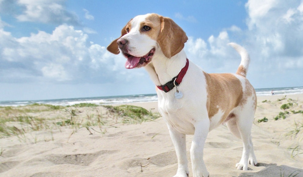 The best family dogs UK