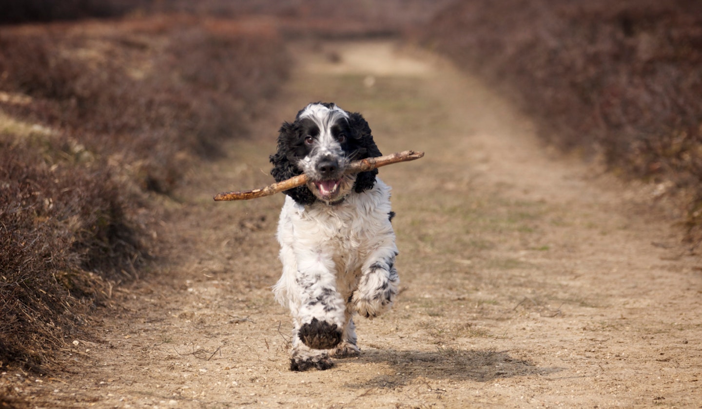 Cocker Spaniel