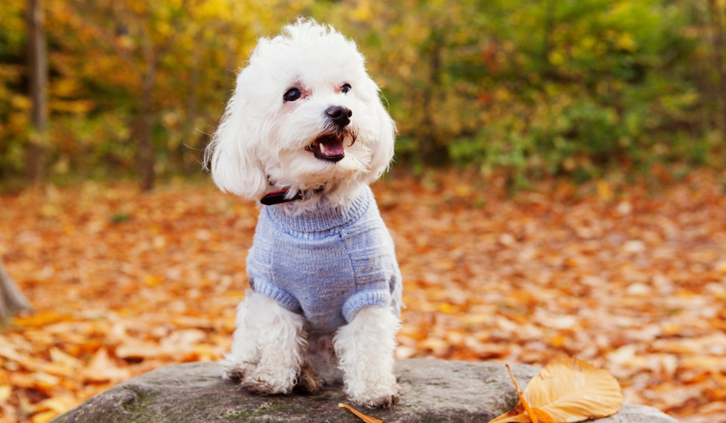 Bichon Frise