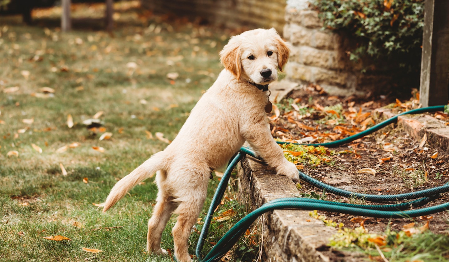 Labrador Retriever