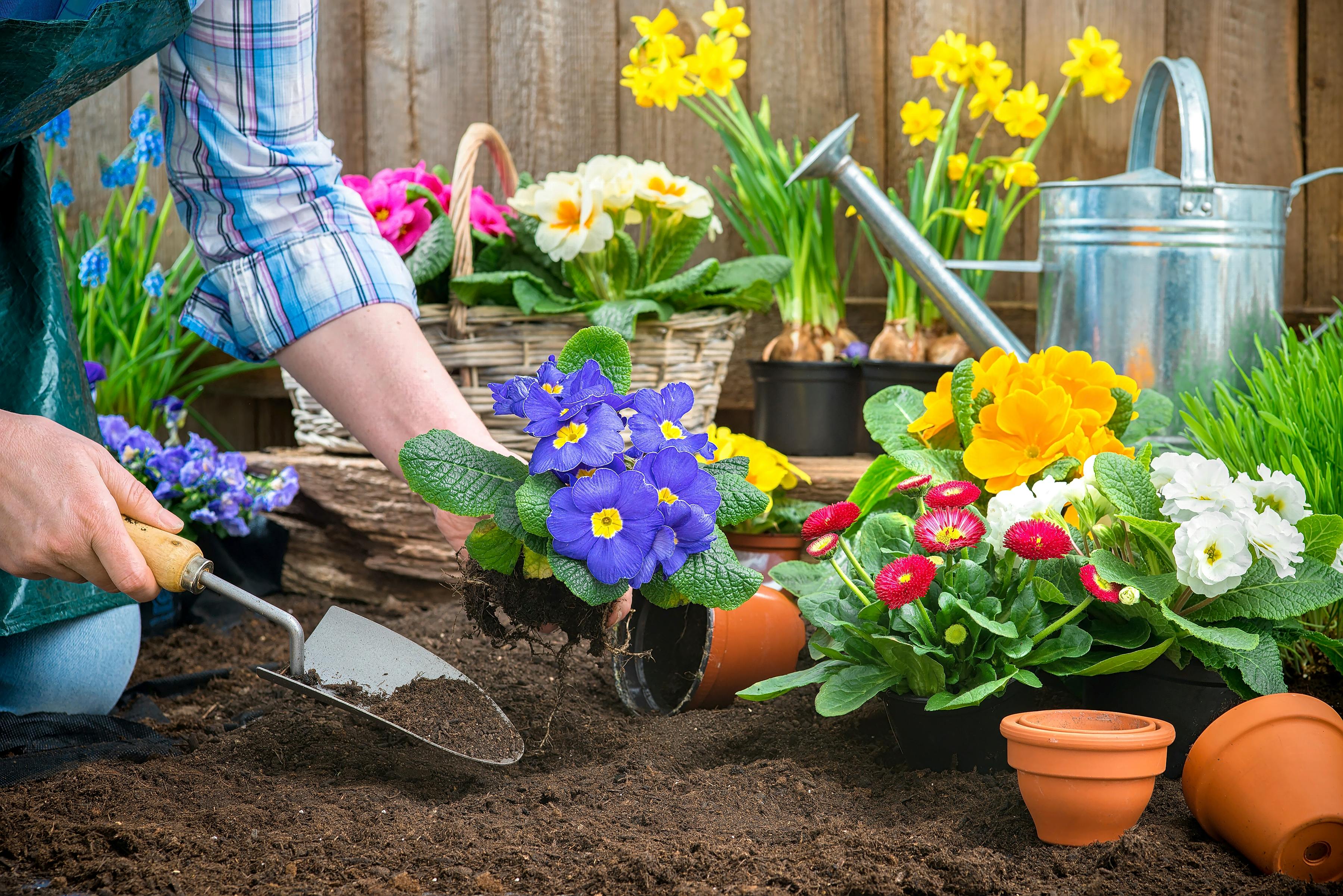 Plant primulas – the perfect sign of spring | %%channel_name%%