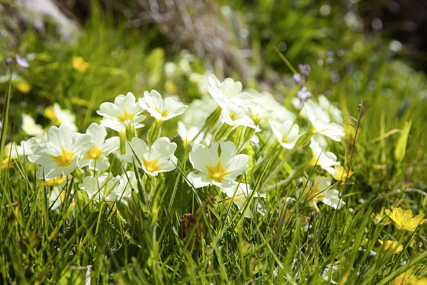 Primula vulgaris