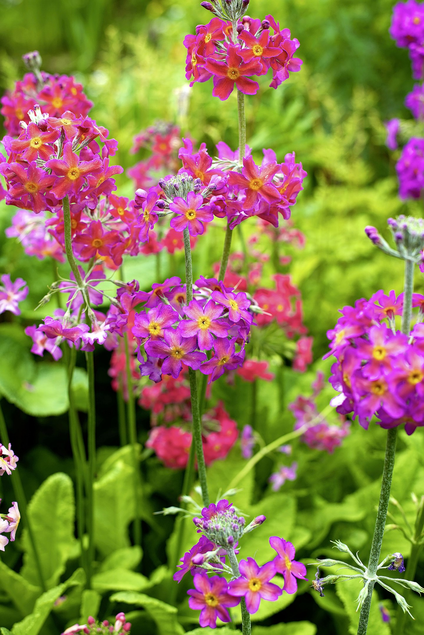 Primula bulleyana